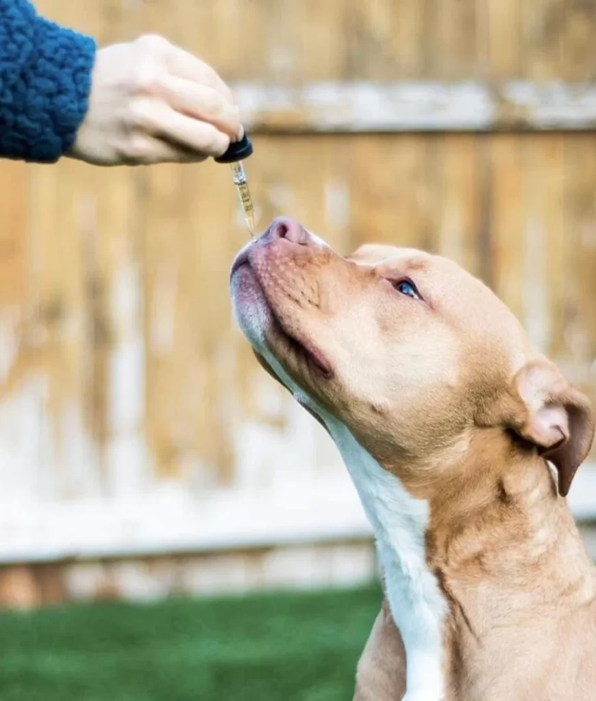 cbd dog treats for anxiety
