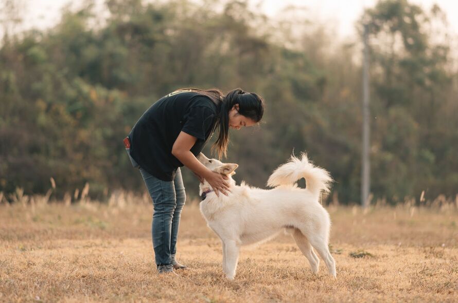 Thailand dogs
